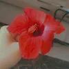 tota tota