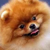I love doggos