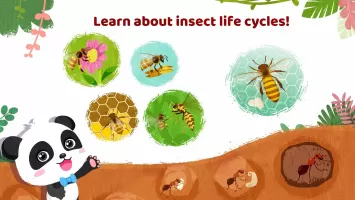 Little Panda's Insect World