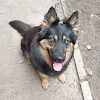 Doge