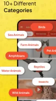 Animal Ringtone - Birds Sound