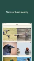 Audubon Bird Guide