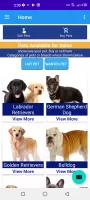 pet & dog - Buy and sell