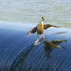 Surfin Duck