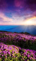 Mountain Flower Live Wallpaper