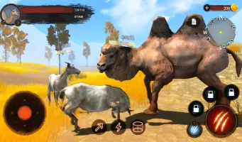 The Camel