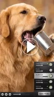 Video Voice Changer FX