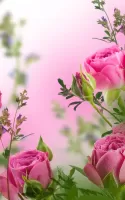 Pink Flowers Live Wallpaper