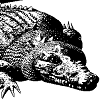 Marraki