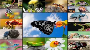 Insect Jigsaw Puzzle Game Kids