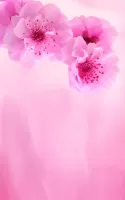 Pink Flowers Live Wallpaper