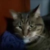 Adolf Kitler (Little maggot kid)