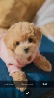 Puppy Wallpapers