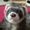 TheFlashyWeasel
