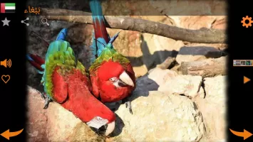 Real Animal Sounds