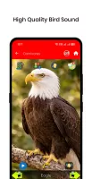 100 Bird sounds