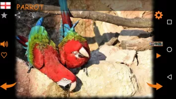 Real Animal Sounds
