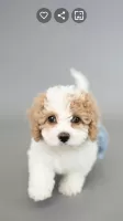 Puppy Wallpapers