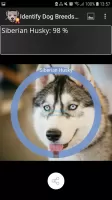 Identify Dog Breeds