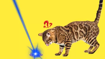 Laser for cat. Cat games. Joke