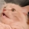 Mag Wumps