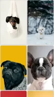 Puppy Wallpapers