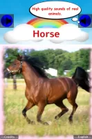 100 Animal sounds & pictures