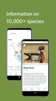 Merlin Bird ID by Cornell Lab