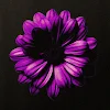 Cosmic Flower