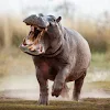 ENRAGED HIPPO