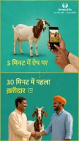 गाय भैंस खरीदें बेचें Animall