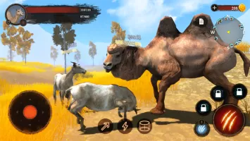 The Camel