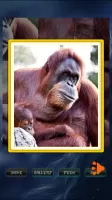 Animals Jigsaw Puzzle