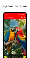 100 Bird sounds