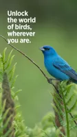 Audubon Bird Guide