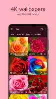 Rose Wallpapers 4K