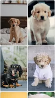 Puppy Wallpapers