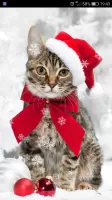 Xmas Ringtones & Wallpapers