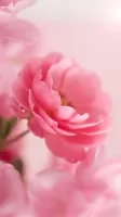 Pink Roses Live Wallpaper