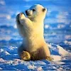 BibleReadingBear