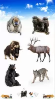 Animal Sounds