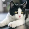 Mae