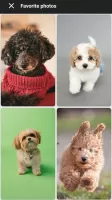 Puppy Wallpapers