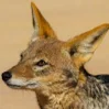 Jackalboiii
