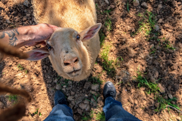 Baby Panda's Animal Farm