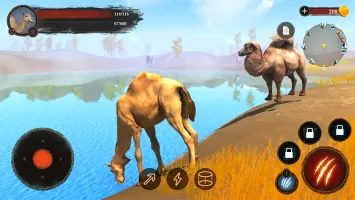 The Camel