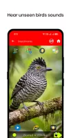 100 Bird sounds