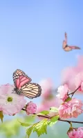 Spring Flowers Live Wallpaper