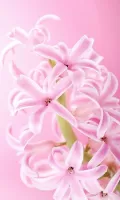 Pink Flowers Live Wallpaper