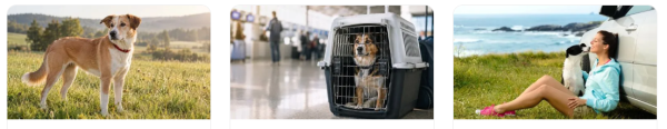 Barkio: Dog Monitor & Pet Cam